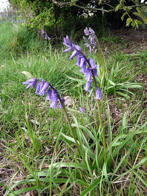 Bluebells near John Bunyon VB.JPG