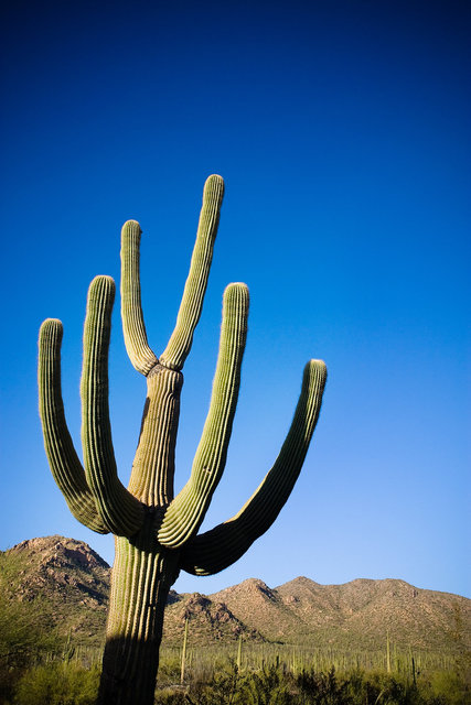 Saguaro I