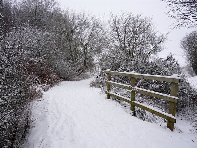 Harmer Green Woods (2) VB.JPG