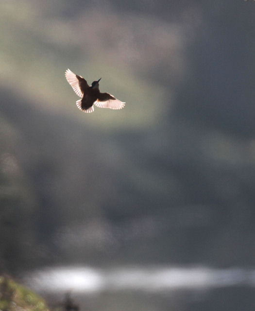 Kingfisher