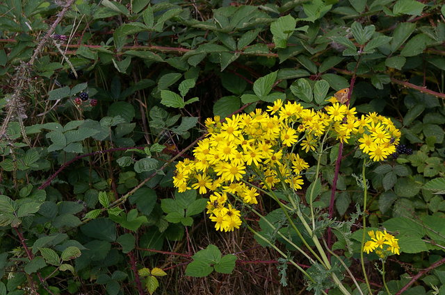 Flowers near Graffridge Wood 2 VB.JPG