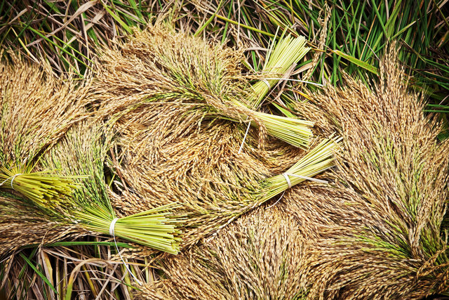 Rice Clusters