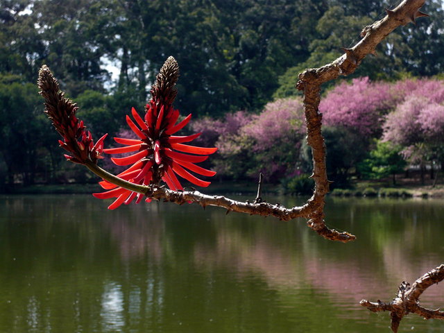 Ibirapuera Parque (8) VB.JPG