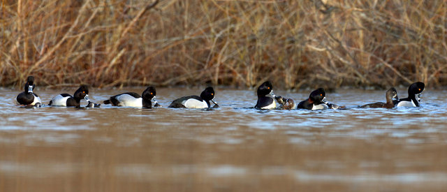 Ring-necked Ducks mating, 7-image composite, March, Ohio