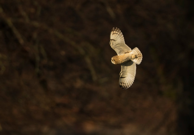 Short-eared Owl