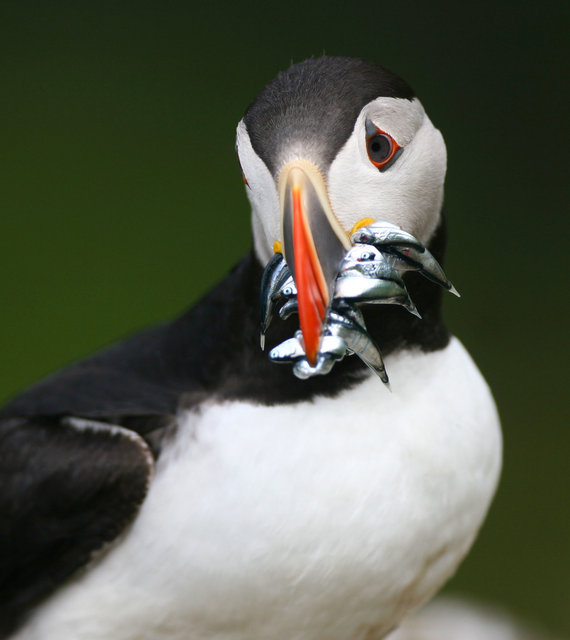 Puffin