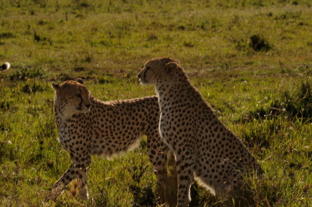 Cheetah Brothers, Masai Mara