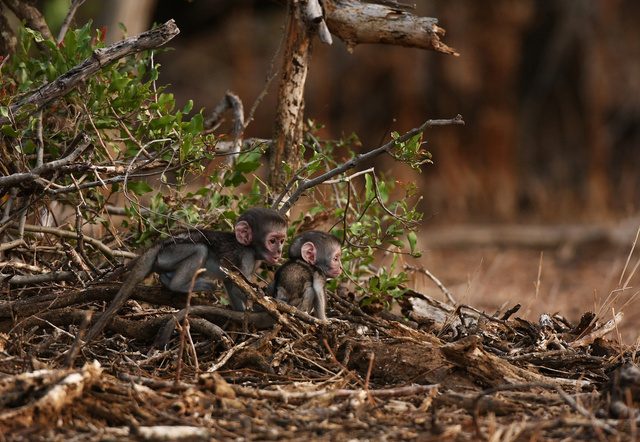 Baby vervet monkeys