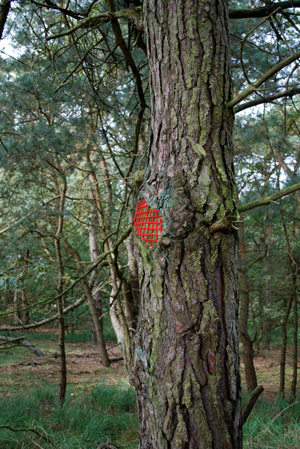 Tree restorations