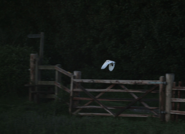 Barn Owl with prey