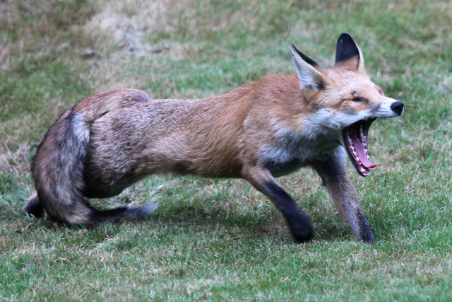 Garden_Fox_Low_005.JPG