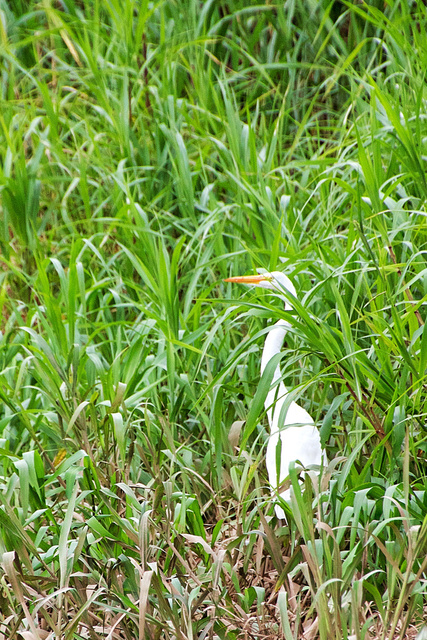 Great Egret 1