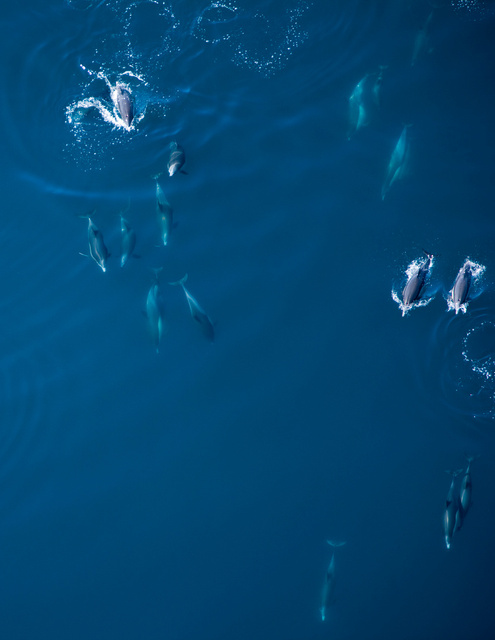 dolphins.jpg
