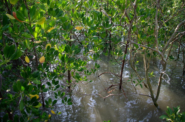 East Point Mangrove Walk (5) VB.JPG