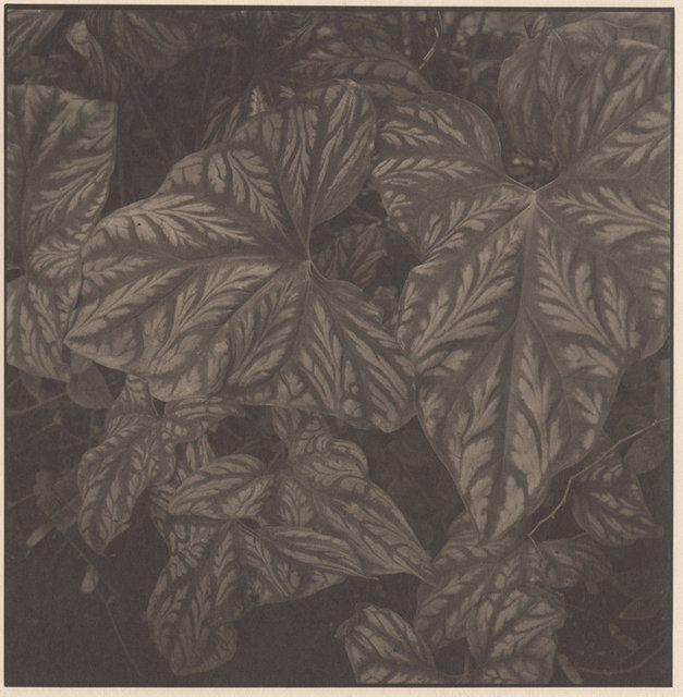 Miniture Garden of Memory - Plants #17 © Takeshi Shikama