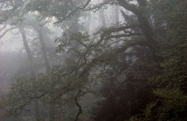 La haute forêt