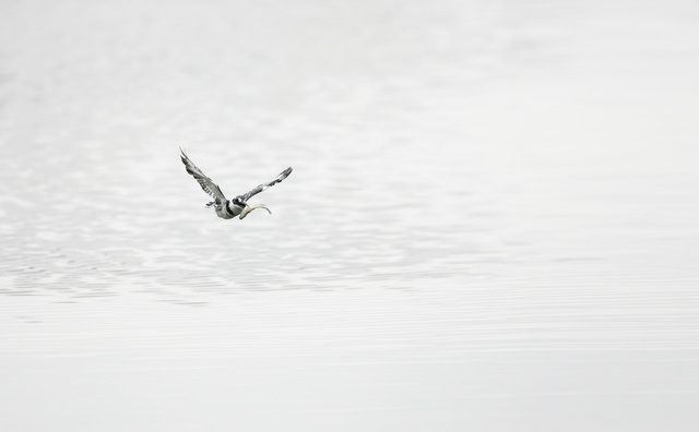 Pied kingfisher