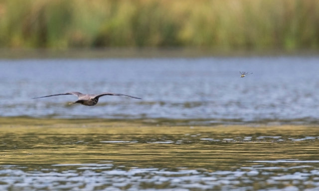Dragonfly and approaching hobby