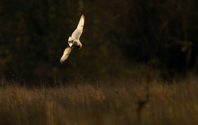Short-eared Owl
