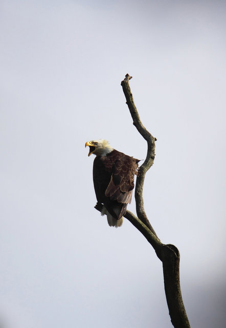 Bald Eagle, Ohio