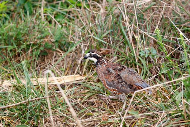 Northern Bobwhite Quail, southern Ohio