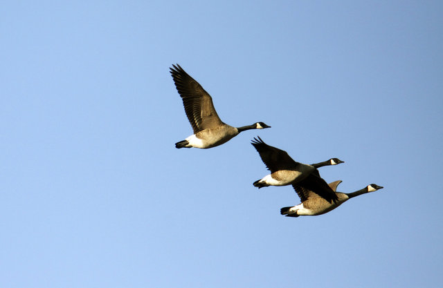 Canada Geese, late winter, Ohio