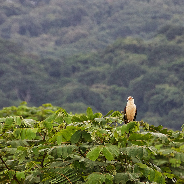 Yellow-headed Caracara