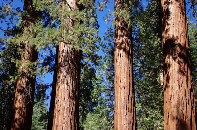 Mariposa Grove Yosemite (2) VB.JPG