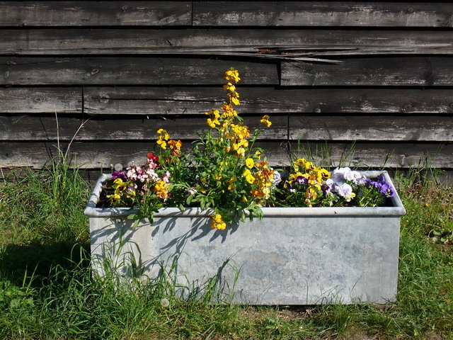 Flower tubs at Sheepcote Lane Wheathampstead (2) VB.JPG