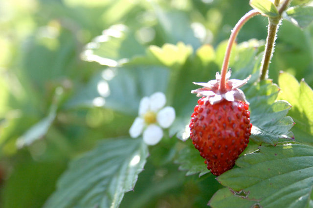 StrawBerryFlower.jpg