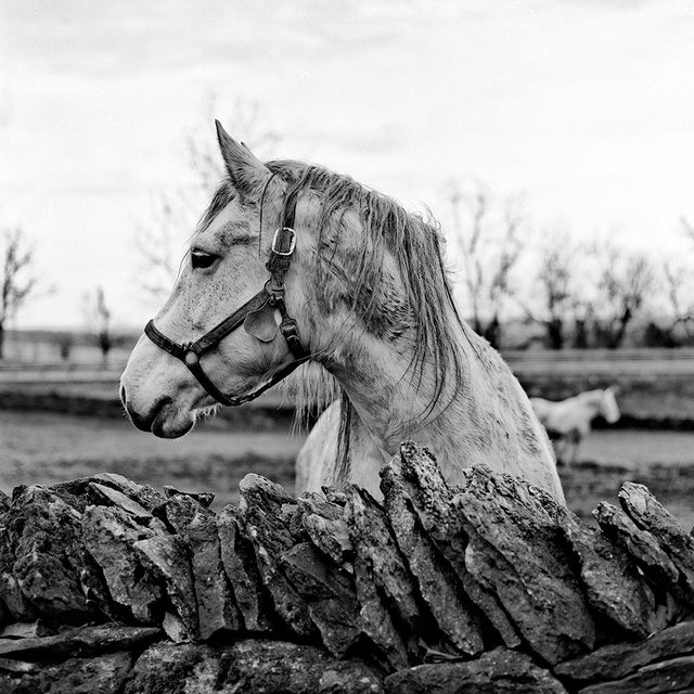 Shaker Village at Pleasant Hill