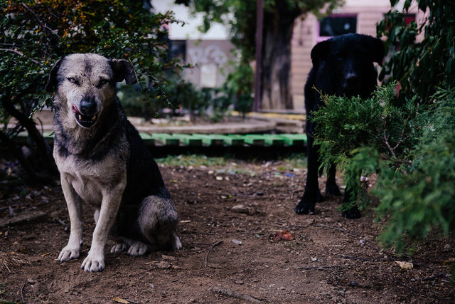 Sarajevo dogs. Day 5