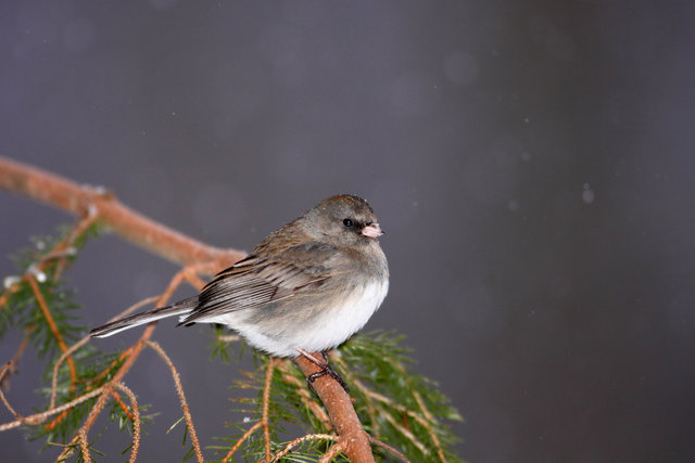 Dark-eyed Junco "Slate-colored," Ohio