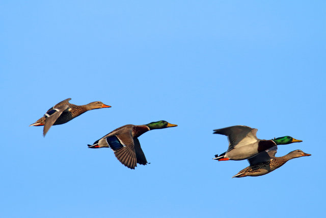 Mallards, Ohio, March