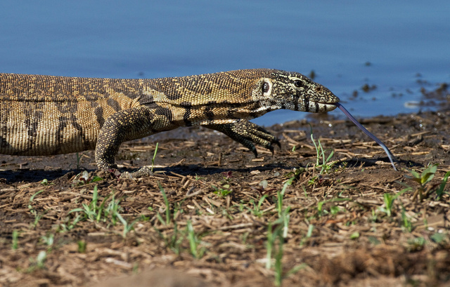 Monitor lizard