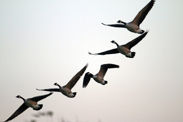 Canada Geese, February, southern Ohio