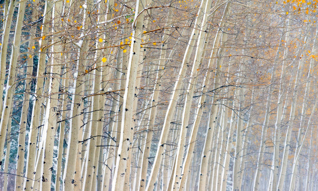 North Rim Grand Canyon