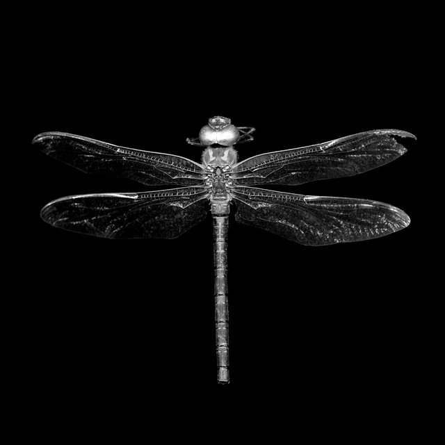 Odonata Epiprocta (dragonfly), 21st century