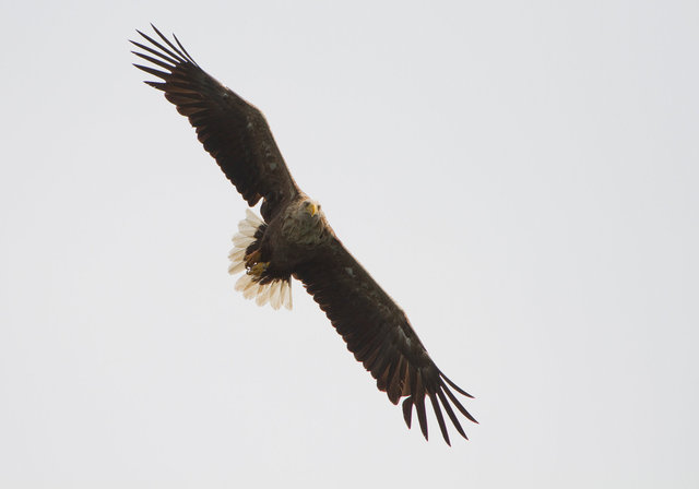 White-tailed Sea Eagle