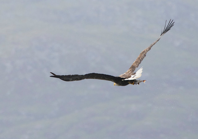 White-tailed eagle