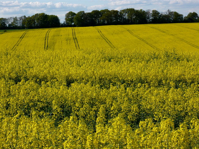 Rape Flowers near Bramfield (7) VB.JPG