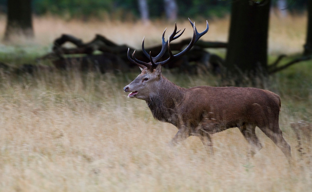 Red Deer Stag