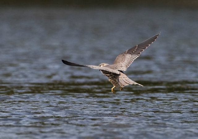 Hobby with damselfly