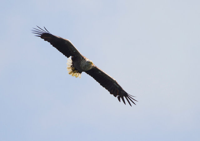 White-tailed Sea Eagle