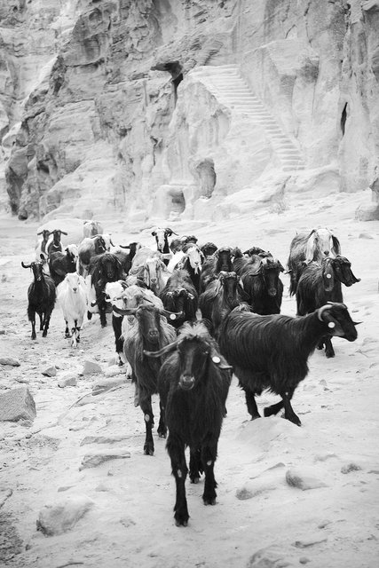 Bedouin Goats