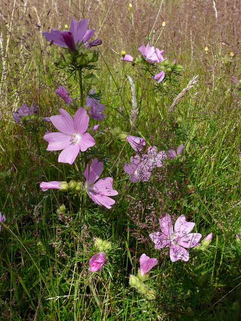 Summer Flowers VB.JPG