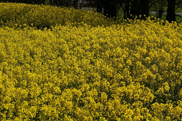 Rape flowers near Barnard Caslte (2) VB.JPG