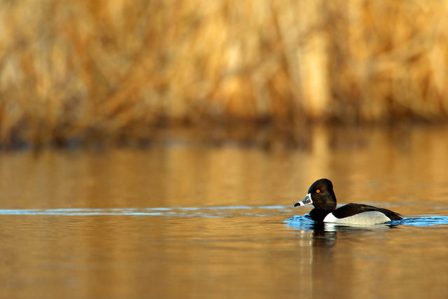 Ring-necked Duck, March, Ohio