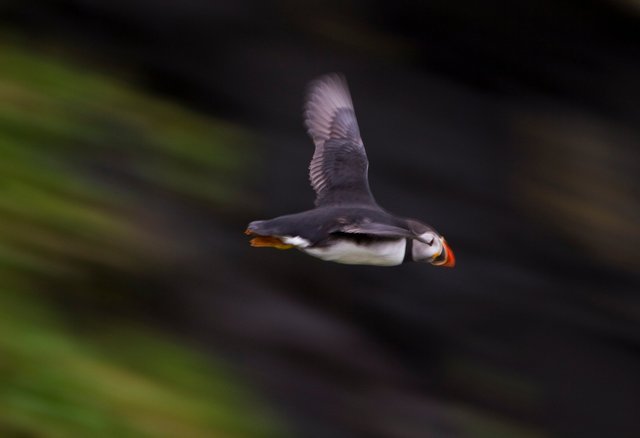Puffin