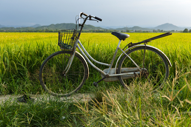 Bicyle near the fields of rice